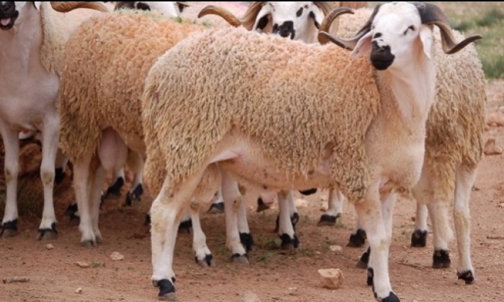 منظمة الدفاع عن المستهلك تندد بارتفاع أسعار الأضاحي