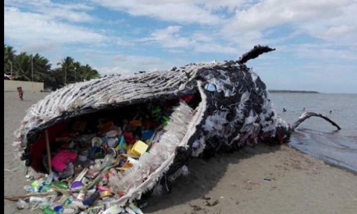 Choquant : Une baleine échouée au bord d'une plage, la mâchoire pleine de déchets