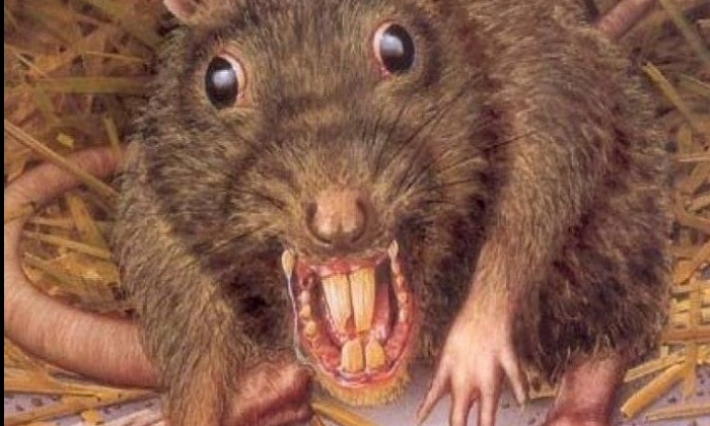 وفاة الرضيع الذي هاجمه الفأر في القصرين 