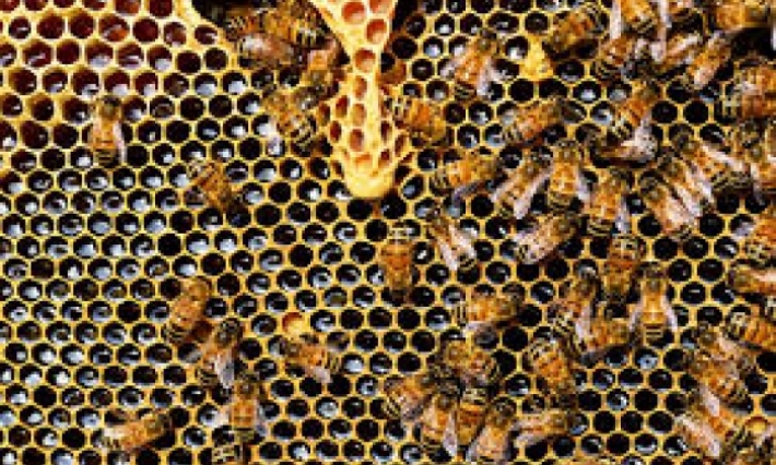 la 2e édition de la foire internationale de l'abeille 