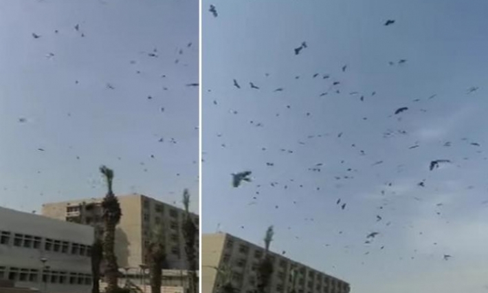 ظهور اسراب من الخفافيش في السعودية