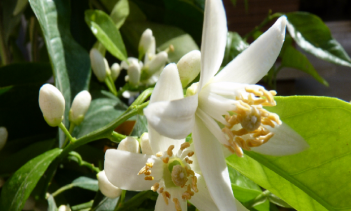 تونس تتوقع انتاج 1950 طن من الزهر في ظل طلب دولي متنامي على زيت النيرولى الرفيع