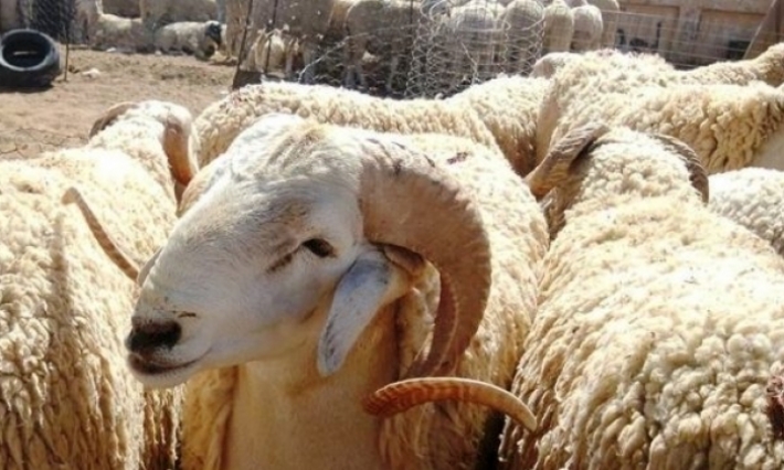توفّر 132 ألف أضحية في القصرين وتطوع 25 طبيب بيطري لتأمين المراقبة البيطرية