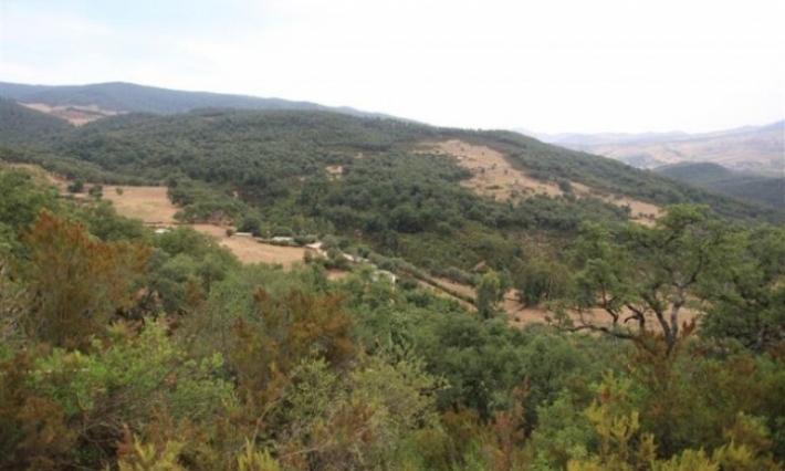  القصرين: الاعتداء على دورية للغابات في سبيطلة