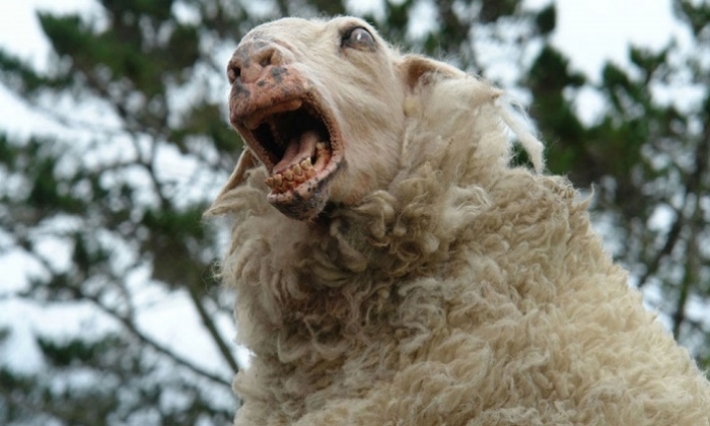 إيرلندا: مصنع أدوية يلقي حبوب الفياغرا في النهر ويتسبب في إصابة الخرفان بالجنون 