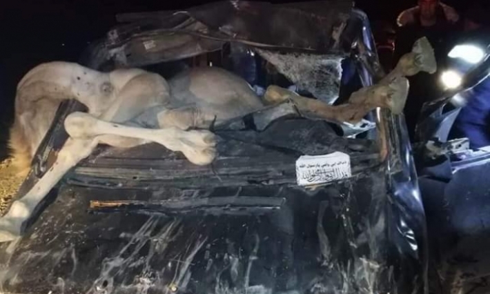 جرحى في اصطدام سيارة بجمل بين حزوة ونفطة