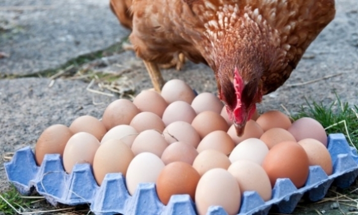 وزارتا التجارة والفلاحة: لا زيادة في أسعار البيض في الوقت الراهن 