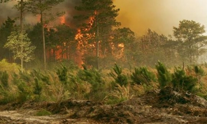 ممرات خفية للنفاذ إلى غابة سيدي عمر برواد وإشعال النيران فيها